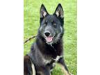 Adopt Stitch a Black Australian Kelpie / Mixed Breed (Medium) / Mixed (short