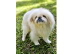 Adopt Faith Lee a White - with Tan, Yellow or Fawn Pekingese / Mixed dog in