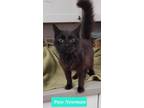 Adopt Paw Newman a Domestic Longhair / Mixed (short coat) cat in Richmond