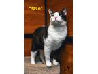 Adopt Arlo a Black & White or Tuxedo American Bobtail (short coat) cat in