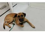 Adopt Danny (Prison Program) a Brown/Chocolate - with Black German Shepherd Dog