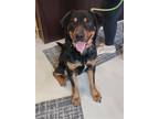 Adopt Remus a Black - with Brown, Red, Golden, Orange or Chestnut Rottweiler /