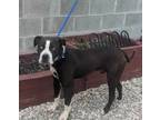 Adopt ROCKET a Black Mixed Breed (Small) / Mixed Breed (Medium) / Mixed (short