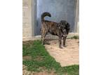 Adopt percy a Brindle American Pit Bull Terrier / Labrador Retriever / Mixed dog