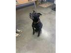 Adopt Eddy a American Pit Bull Terrier / Mixed dog in Fairfield, IL (41191543)