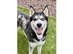 Adopt Nyla a Black Husky / Mixed Breed (Medium) / Mixed (short coat) dog in Red