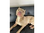 Adopt Rory a Brown/Chocolate American Pit Bull Terrier / Mixed Breed (Medium) /