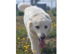 Adopt Lulu a White Great Pyrenees / Mixed Breed (Medium) dog in Crosbyton