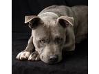 Adopt Mayzie a Gray/Blue/Silver/Salt & Pepper American Staffordshire Terrier /
