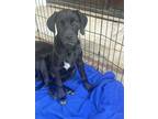 Adopt Luna a Black - with White Labrador Retriever / Weimaraner / Mixed dog in