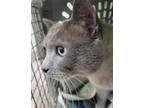 Adopt Jinjo a Gray or Blue Siamese / Mixed Breed (Medium) / Mixed (short coat)