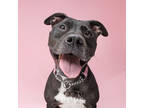 Adopt JADE a Black Mixed Breed (Small) / Mixed Breed (Medium) / Mixed (short
