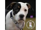 Adopt Litter of 5: Ivy a White - with Black American Staffordshire Terrier dog