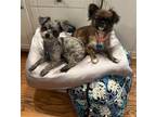 Adopt Giselle and Honey - bonded pair a Brown/Chocolate Pekingese / Standard