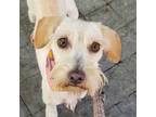 Adopt MEG a White Schnauzer (Miniature) dog in Langley, BC (41211056)