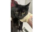 Adopt Willy a All Black Domestic Shorthair / Mixed Breed (Medium) / Mixed (short