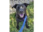 Adopt Haze a Black Labrador Retriever / Mixed Breed (Medium) / Mixed (short