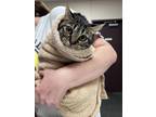 Adopt Bonsai a Brown Tabby Domestic Shorthair / Mixed Breed (Medium) / Mixed