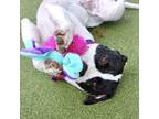 Adopt Snooky a White American Pit Bull Terrier / Mixed Breed (Medium) / Mixed