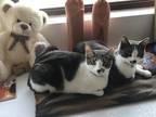 Adopt Pantheon - bonded with Charming a American Shorthair cat in Anthem