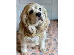 Adopt Lady a Cocker Spaniel / Mixed dog in Freeport, NY (41195450)