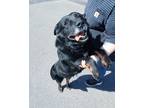Adopt Old Man a Black - with Gray or Silver Border Collie / Mixed dog in