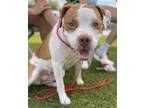 Adopt GINGER a White Mixed Breed (Small) / Mixed Breed (Medium) / Mixed (short