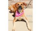 Adopt Shelby a Collie / Mixed dog in Gautier, MS (40888866)