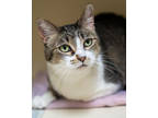 Adopt Kiki a Brown Tabby Domestic Shorthair / Mixed (short coat) cat in Pequot