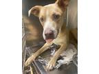 Adopt Blue* a Tan/Yellow/Fawn Labrador Retriever / Mixed Breed (Medium) / Mixed