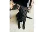 Adopt Blakely a Black German Shepherd Dog / Mixed Breed (Medium) / Mixed (short