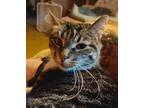 Adopt Yeti a Domestic Shorthair / Mixed (short coat) cat in Fond du Lac