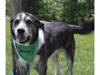 Adopt Winston a Gray/Silver/Salt & Pepper - with White Great Pyrenees / Husky /