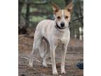 Adopt Remy a White Australian Cattle Dog / Mixed Breed (Medium) / Mixed (short