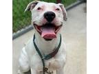 Adopt Aura a White American Pit Bull Terrier / Mixed dog in Crete, IL (41083629)