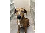 Adopt Alastair a Brindle Catahoula Leopard Dog / Mixed Breed (Medium) / Mixed