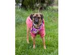 Adopt Oakley a German Shepherd Dog / Mixed dog in Ridgely, MD (40711410)
