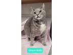 Adopt Grace Kelly a Domestic Shorthair / Mixed (short coat) cat in Richmond