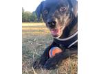 Adopt Coco Bean a Black Pekingese / Dachshund / Mixed dog in PORTLAND
