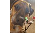 Adopt Beau a Mastiff / Mixed dog in Austin, TX (41212932)