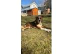 Adopt Leo a Tricolor (Tan/Brown & Black & White) Collie / German Shepherd Dog /