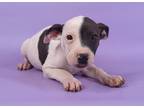Adopt Deacon a White Fox Terrier (Smooth) / Border Collie / Mixed (short coat)
