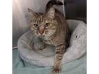 Adopt Missy a Brown Tabby Domestic Shorthair (short coat) cat in Sheridan