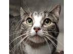 Adopt Bear a Gray, Blue or Silver Tabby Domestic Shorthair (short coat) cat in