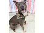 Adopt Harry a American Pit Bull Terrier / Mixed dog in Gautier, MS (41105716)