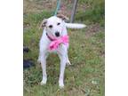 Adopt Pinky a White - with Red, Golden, Orange or Chestnut Australian Cattle Dog