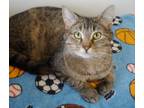 Adopt Ethel a Brown Tabby Domestic Shorthair / Mixed Breed (Medium) / Mixed