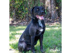 Adopt Peanut a Black Labrador Retriever / Mixed Breed (Medium) / Mixed (medium