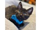 Adopt Gorg The Destroyer a Domestic Mediumhair / Mixed (short coat) cat in