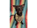 Adopt Pup Pup a Black American Pit Bull Terrier / Mixed Breed (Medium) / Mixed